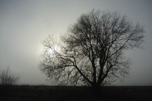 Morgennebel im Winter