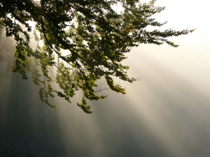 Morgensonne